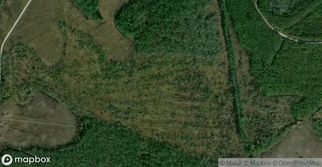 Aerial view of The Pines